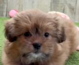 Shih Pom Puppies For Sale Florida Fur Babies